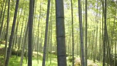 Bereketli bir bambu ormanında sakin bir yürüyüş, rüzgarda hafifçe sallanan uzun ve düz sapları ortaya çıkarır. Yaprakları aydınlatan güneş ışığı barışçıl bir atmosfer yaratıyor. Kyoto, Japonya, Fushimi Inari