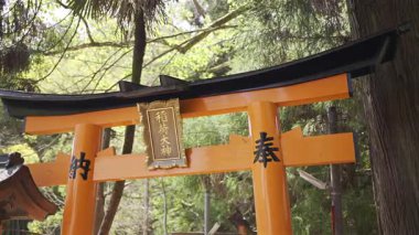 Canlı bir kırmızı torii kapısı, uzun yeşil ağaçlarla çevrili huzurlu bir tapınağın girişini gösteriyor. Çevirisi: 