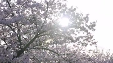 Güneş ışığı narin yaprakların arasından süzülürken güzel bir kiraz çiçeği gösterisi parkı dolduruyor. Bu huzurlu an, ilkbaharın erken zamanlarındaki güzelliğin ve yenilenmenin özünü yansıtıyor. Kyoto, Japonya