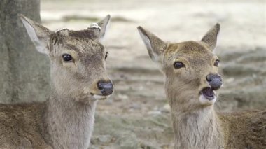 Bir çift geyik Japonya 'daki Nara Park' taki ağaçlar arasında sakin bir anı paylaşıyor.