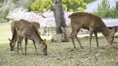 Nara Park bahçesinde geyik otlatıyor, etrafa kiraz çiçekleri saçıyor. Ziyaretçiler güzel bir bahar manzarasında huzurlu bir manzaranın tadını çıkarıyorlar..