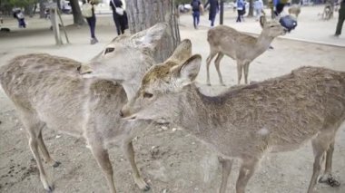 Geyik çift birbirini tımar ediyor, ziyaretçiler arka planda geziniyor. Nara Parkı, Japonya