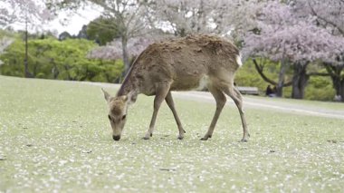 Canlı kiraz çiçeklerinin altında yaprakları dökülmüş yemyeşil çimlerle beslenen nazik bir geyiğin yavaş hareketi. Sahne bahar boyunca sakin doğayı yakalar. Nara Parkı, Japonya