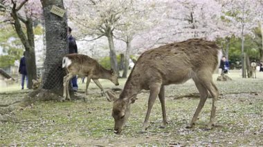 Çiçek açan kiraz ağaçlarıyla dolu bir parkta iki geyik özgürce dolaşıyor. Ziyaretçiler, hayvanları doğal ortamlarında gözlemlerken canlı manzaranın tadını çıkarıyorlar..