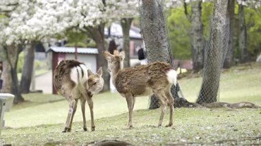 İki geyik, çiçek açan kiraz ağaçlarıyla dolu sakin bir parkı keşfeder. Hayvanlar bölgede zarifçe dolaşırken ziyaretçiler güzel manzaranın tadını çıkarıyorlar. Nara Parkı, Japonya