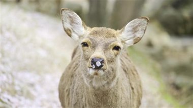 A deer with cherry blossom petals on the nose looking towards the camera. Delicate blooms cover the ground, creating a picturesque environment in spring. Nara Park, Japan