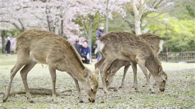 Geyik, düşen kiraz çiçekleriyle kaplı yeşil çimlerde huzur içinde otlarken insanlar canlı parklarda geziniyor, güzel bahar gününün tadını çıkarıyorlar..