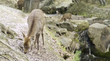Bir grup geyik, kiraz çiçekleriyle çevrili bir dere boyunca huzur içinde yiyecek arar..
