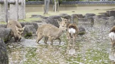 Bir grup geyik, suların tadını çıkarırken, kiraz çiçekleri etraflarında yüzerek huzurlu ve pitoresk bir ortam yaratıyor. Nara Parkı, Japonya