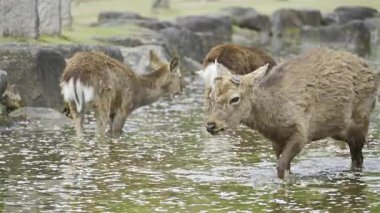 Bir grup geyik sakin bir göletten sessizce içerken görülebilir. Çiçekler su yüzeyinde sürüklenirken ve yeşil çimenler bölgeyi sararken sahne doğal güzelliklerle doludur. Nara Parkı, Japonya
