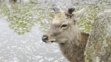 A deer observes its surroundings near a peaceful pond adorned with cherry blossom petals floating on the water, creating a calm ambiance. Soft sounds of nature surround the moment. Nara Park, Japan