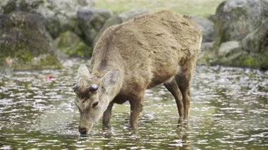 Genç bir geyik sakin bir göletin kenarında duruyor, kayaların ve dağınık yaprakların arasında su içiyor. Bu huzurlu an, doğanın güzelliğini ve vahşi yaşamını gün ışığında uyum içinde yakalar. Nara Parkı, Japonya