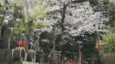Kyoto, Japonya - 10 Nisan 2025: Parlak kiraz çiçekleri tapınak avlusunda pitoresk bir ortam oluşturur. Metnin çevirisi: 