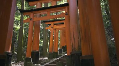 Kyoto, Japonya - 9 Nisan 2025: Sersemletici patikalar yemyeşil bir ormandaki ünlü bir tapınağın turuncu torii kapılarıyla süslenmiş.