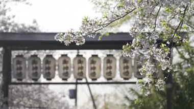 Kyoto, Japonya - 9 Nisan 2025: Işıl ışıl fenerler arka planda çiçek açan kiraz ağaçları gibi zarifçe asılır. Çeviri: 