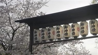 Kyoto, Japonya - 9 Nisan 2025: Işıl ışıl fenerler arka planda çiçek açan kiraz ağaçları gibi zarifçe asılır. Çeviri: 