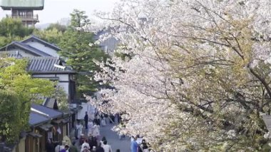 Kyoto, Japonya - 9 Nisan 2025: Ziyaretçiler canlı kiraz çiçekleriyle süslenmiş büyüleyici caddelerde sakin bir yürüyüş yapıyorlar