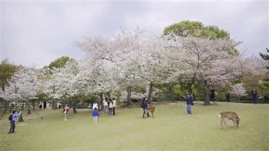 Nara, Japonya - 10 Nisan 2025: Ziyaretçiler Japonya 'daki Nara Parkı' nı keşfederken kiraz çiçekleri çiçek açtı. İnsanlar geyiklerle etkileşime girer.
