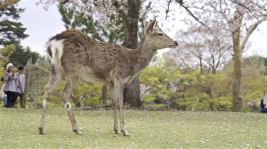 Nara, Japonya - 10 Nisan 2025: Bir geyik bahar aylarında canlı bir parkta kiraz ağaçları arasında zarafetle yürür. Ziyaretçiler yakınlarda geziniyor.