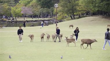 Nara, Japonya - 10 Nisan 2025: Ziyaretçiler Japonya 'daki Nara Parkı' nı keşfederken kiraz çiçekleri çiçek açtı. İnsanlar geyiklerle etkileşime girer.