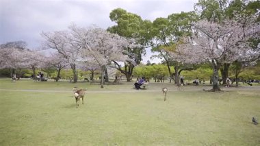 Nara, Japonya - 10 Nisan 2025: Aileler ve arkadaşlar parkta huzurlu bir günün tadını çıkarırken geyik kiraz ağaçları arasında özgürce dolaşır.