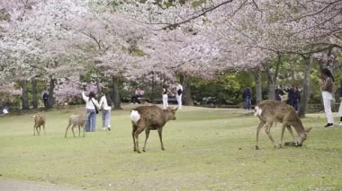 Nara, Japonya - 10 Nisan 2025: İnsanlar Nara Parkı 'nda yürürken kiraz çiçekleri tomurcuklanıyor. Geyik ağaçlar arasında özgürce dolaşır