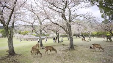 Nara, Japonya - 10 Nisan 2025: Japonya 'da sakin bir parkta güzel kiraz ağaçları çiçek açarken, geyikler ziyaretçiler arasında çimenlerde huzur içinde otluyor..
