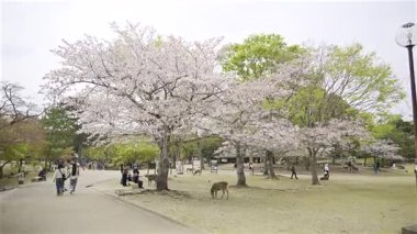 Nara, Japonya - 10 Nisan 2025: Çiçek açan kiraz ağaçları, Japonya 'daki Nara parkında gezinen aileler olarak pitoresk bir atmosfer yaratır. Geyik otlağı
