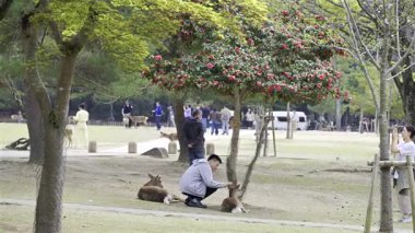 Nara, Japonya - 10 Nisan 2025: İnsanlar dost canlısı geyiklerle çarpışırken çiçek açan ağaçlarla dolu huzurlu bir parkta geziniyorlar.