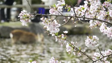 Nara, Japonya - 10 Nisan 2025: Narin kiraz çiçekleri rüzgarda hafifçe sallanırken bir geyik suyun kenarında huzur içinde otluyor. Parkta yürüyen insanlar.