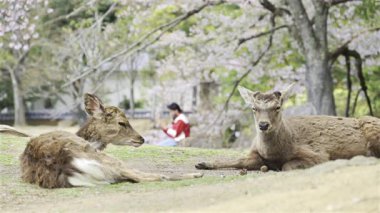 Nara, Japonya - 10 Nisan 2025: Etraflarında kiraz çiçekleri açarken iki geyik çimenli zeminde dinleniyor. Arka planda, güneşli bir günde bir ziyaretçi parkın sakin atmosferinin tadını çıkarıyor..