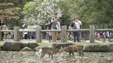 Nara, Japonya - 10 Nisan 2025: Turistler akıllı telefondan arkadaş canlısı geyiklerle manzaralı bir göletin yakınında fotoğraf çekiyorlar