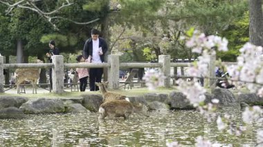 Nara, Japonya - 10 Nisan 2025: Göl kenarında geyik besleyen aileler. Kiraz çiçekleri açıyor.