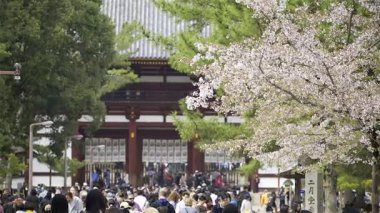 Nara, Japonya - 10 Nisan 2025: Büyüleyici kiraz çiçeklerinin yanında yürüyen ziyaretçiler. Todai-ji Chumon Budist Tapınağı Merkez Kapısı