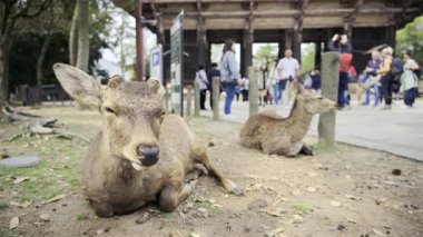 Nara, Japonya - 10 Nisan 2025: Nara Parkı 'ndaki Grand South Gate yakınlarında iki geyik dinlenme yeri