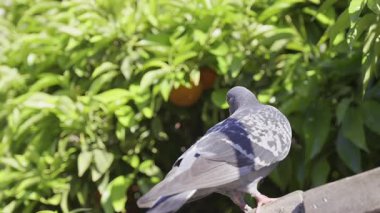 Arka planda bulanık bir portakal ağacı olan, ahşap bir çitte oturan gri güvercini kapatın.