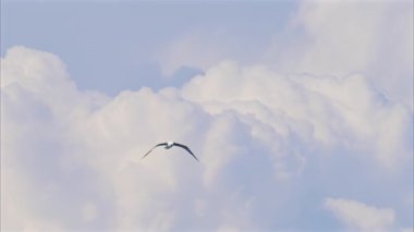 Gün batımında bulutlu gökyüzünde uçan bir martı görüntüsü