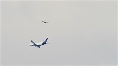 Antibes, France - May 2, 2025: View of an airplane and a seagull flying on the cloudy sky