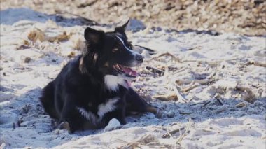 Close up of a black and white dog relaxing on the beach
