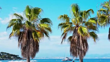 Sahildeki palmiye ağaçlarını kapatın. Arka planda deniz ve mavi gökyüzü olsun.