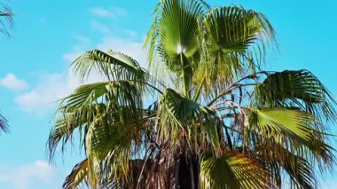 Sahildeki palmiye ağaçlarını kapatın. Arka planda mavi gökyüzü olsun.
