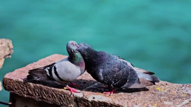 Arka planda deniz olan bir kayanın üzerinde fatura kesen iki çift güvercini kapatın.