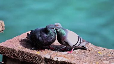 Arka planda deniz olan bir kayanın üzerinde fatura kesen iki çift güvercini kapatın.