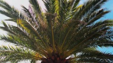 Güneş ışığında arka planda gökyüzü olan bir palmiye ağacının alçak açılı görüntüsü