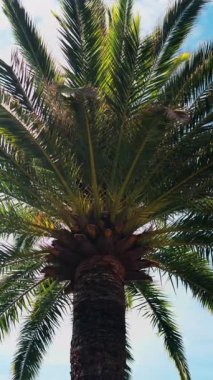 Arka planda gökyüzü olan gün ışığında bir palmiye ağacının alçak açılı görüntüsü. Dikey