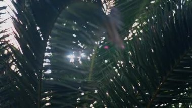 Güneş ışığında arka planda gökyüzü olan bir palmiye ağacının alçak açılı görüntüsü