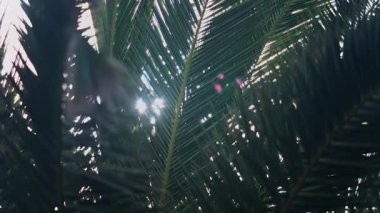 Güneş ışığında arka planda gökyüzü olan bir palmiye ağacının alçak açılı görüntüsü