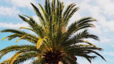 Güneş ışığında arka planda gökyüzü olan bir palmiye ağacının alçak açılı görüntüsü