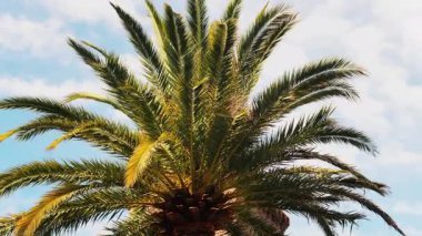 Güneş ışığında arka planda gökyüzü olan bir palmiye ağacının alçak açılı görüntüsü