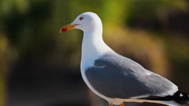 Güneşli bir günde, palmiye ağaçlarının bulanık manzaralı bir çıkıntıda duran bir martıya yaklaş.